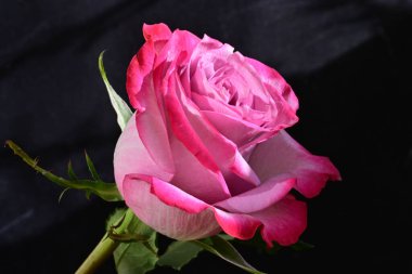 Siyah arka planda güzel pembe gül çiçeğinin yakın plan görüntüsü                