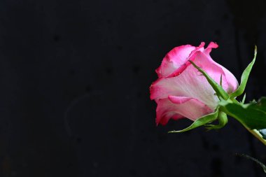 Siyah arka planda güzel pembe gül çiçeğinin yakın plan görüntüsü                