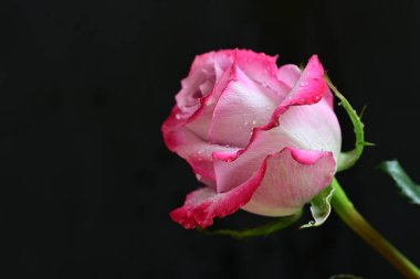 Siyah arka planda güzel pembe gül çiçeğinin yakın plan görüntüsü                