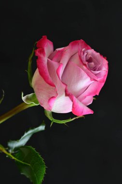 Siyah arkaplanda pembe gülü kapat 