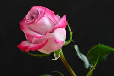 Siyah arkaplanda pembe gülü kapat 