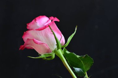 Siyah arkaplanda pembe gülü kapat 