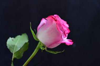 Siyah arka planda güzel pembe bir gül, yakın plan 