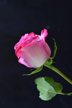 Siyah arka planda güzel pembe bir gül, yakın plan 