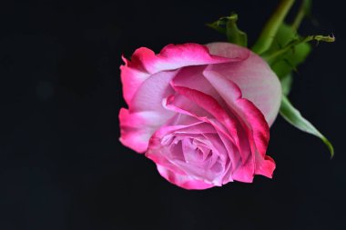 Siyah arka planda güzel pembe bir gül, yakın plan 