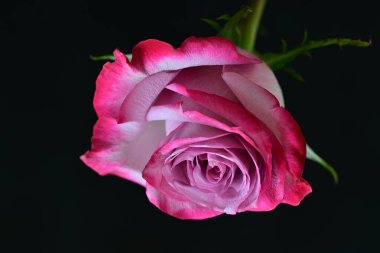 Siyah arka planda güzel pembe bir gül, yakın plan 