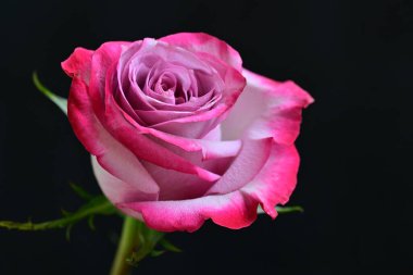 Siyah arka planda güzel pembe bir gül, yakın plan 