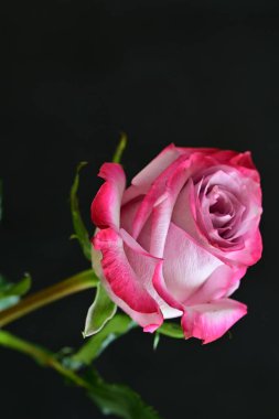 Siyah arka planda güzel pembe bir gül, yakın plan 