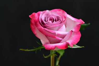 Siyah arka planda güzel pembe bir gül, yakın plan 