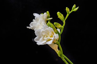 Koyu arkaplanda güzel çiçekler