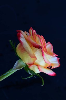 Koyu arkaplanda güzel bir gül çiçeğinin yakın plan görüntüsü                