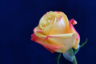 Siyah arkaplandaki güzel gülü kapat