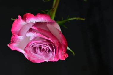 Siyah arkaplandaki güzel gülü kapat