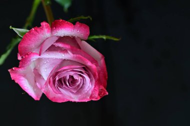 Siyah arkaplandaki güzel gülü kapat