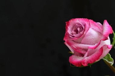 Siyah arkaplandaki güzel gülü kapat