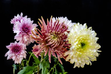 Koyu arkaplanda güzel kasımpatı çiçekleri, yakın görüş.                 