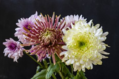 Koyu arkaplandaki güzel kasımpatı çiçeklerinin yakın görüntüsü