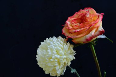 Karanlık arka planda güzel çiçekler