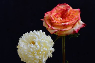 Karanlık arka planda güzel çiçekler