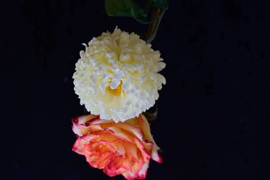 Karanlık arka planda güzel çiçekler