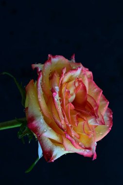 Kırmızı gül çiçeği siyah arkaplanda izole edilmiş. 