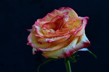 Kırmızı gül çiçeği siyah arkaplanda izole edilmiş. 