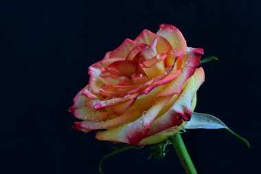 Kırmızı gül çiçeği siyah arkaplanda izole edilmiş. 