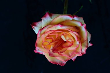 Kırmızı gül çiçeği siyah arkaplanda izole edilmiş. 