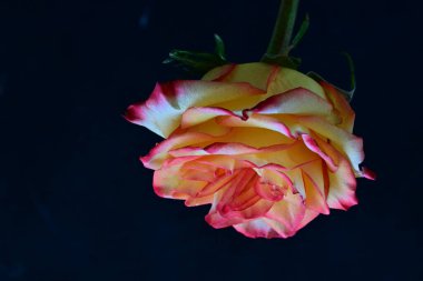 Kırmızı gül çiçeği siyah arkaplanda izole edilmiş. 