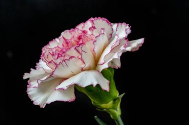 Siyah arkaplanda karanfil çiçeğini kapat 