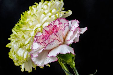 Siyah arka planda beyaz kasımpatı ve karanfil çiçekleri 