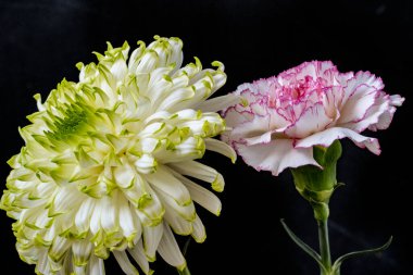 Siyah arka planda beyaz kasımpatı ve karanfil çiçekleri 