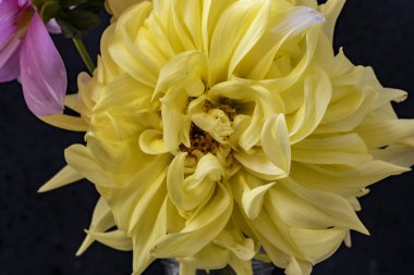 yakın plan - sarı çiçeğin siyah arkaplanı. 