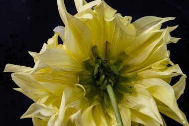 yakın plan - sarı çiçeğin siyah arkaplanı. 