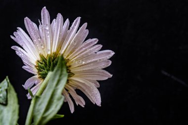 Koyu arkaplanda güzel Gerbera çiçeği, yakın görüş 