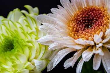 Güzel Gerbera çiçekleri, yakın görüş 