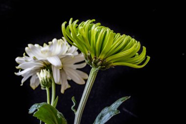 Koyu arkaplandaki güzel kasımpatı çiçeklerinin yakın görüntüsü