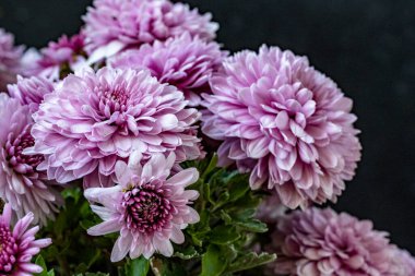 Koyu arkaplanda güzel kasımpatı çiçekleri