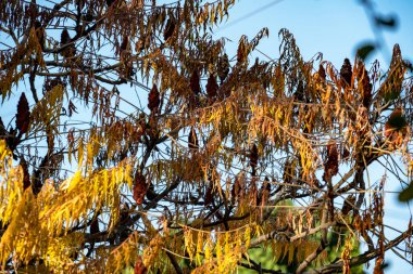 Mavi gökyüzü ve sarı yapraklı bir ağaç dalının yakın çekimi. 