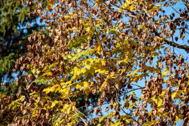 Mavi gökyüzü ve sarı yapraklı bir ağaç dalının yakın çekimi. 
