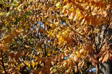 Mavi gökyüzü ve sarı yapraklı bir ağaç dalının yakın çekimi. 