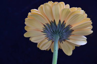 Karanlık arka planda güzel Gerbera çiçeği, yaz konsepti, yakın görüş