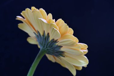 Karanlık arka planda güzel Gerbera çiçeği, yaz konsepti, yakın görüş