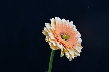Karanlık arka planda güzel Gerbera çiçeği, yaz konsepti, yakın görüş