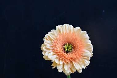 Karanlık arka planda güzel Gerbera çiçeği, yaz konsepti, yakın görüş