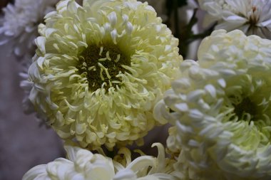 Bahçede beyaz kasımpatı çiçekleri