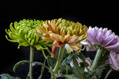 Siyah arka planda güzel bir kasımpatı buketi.