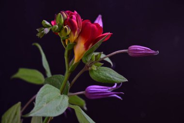 Karanlık bir arka planda güzel bir buket çiçek.