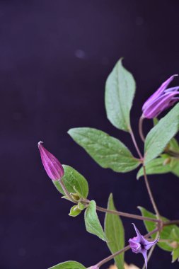 Siyah arkaplanda mor çiçek, görüntüyü kapat