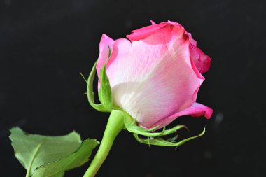 Güzel parlak gülün yakın görüntüsü 